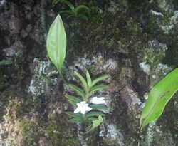 Angraecum pectinatum -Mauritius 1.jpg
