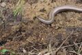 Anguis veronensis from the vicinity of Nice by Fabien Piednoir.jpg