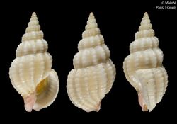 Antillophos usquamaris (MNHN-IM-2000-9332).jpeg