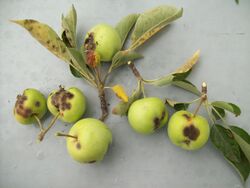 Apple fruits scab.jpg