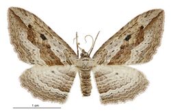 Austrocidaria gobiata female.jpg