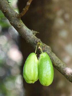 Averrhoa bilimbi 2 at Kudayathoor.jpg