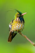 Black-crested Coquette, Arenal Lodge, Costa Rica 1.jpg