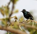 Black-sunbird.jpg