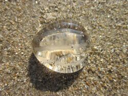 Blankenberge Pleurobrachia pileus.JPG