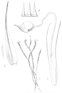 Blindia magellanica.png
