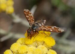 Bombilidae June 2008-3.jpg