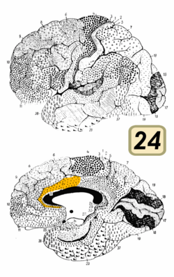 Brodmann Cytoarchitectonics 24.png