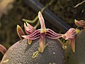 Bulbophyllum cruciatum.jpg