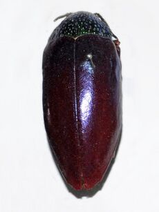 Buprestidae - Sternocera chrysis var. crysodioides.JPG
