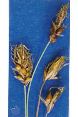 Carex obtusata.jpg