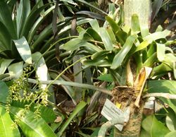 Catopsis sessiliflora HabitusInflorescences BotGardBln0906.jpg