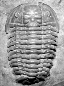 Ceraurinus icarus (fossil trilobite) (Richmondian Stage, Upper Ordovician; Eaton, Ohio, USA) 1 (49695947743).jpg