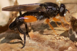 Chalcosyrphus curvaria 2 side.png