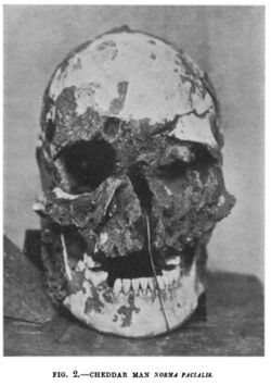 Cheddar Man scull.jpg