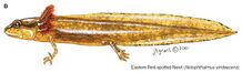 Gilled aquatic larval eastern newt