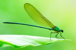 Clear-winged Forest Glory 06863.jpg