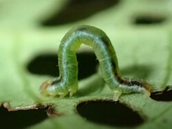 Cleora scriptaria larva by Tony Wills.jpg