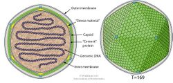 Coccolithovirus virion.jpg