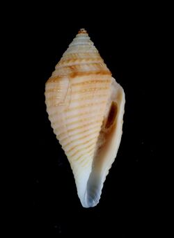 Conus coromandelicus.jpg