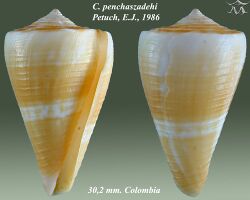 Conus penchaszadehi 1.jpg