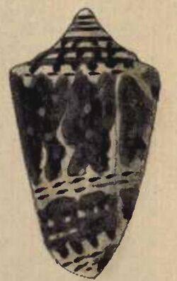 Conus sanguineus 001.jpg