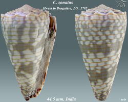 Conus zonatus 2.jpg