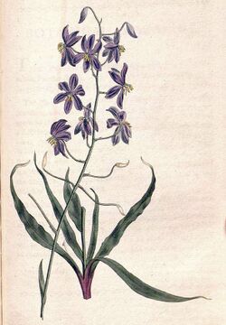 Curtis's botanical magazine (No. 568) (8413283883).jpg