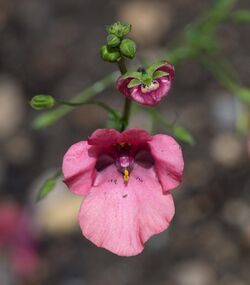 Diascia vigilis inflorescence.jpg