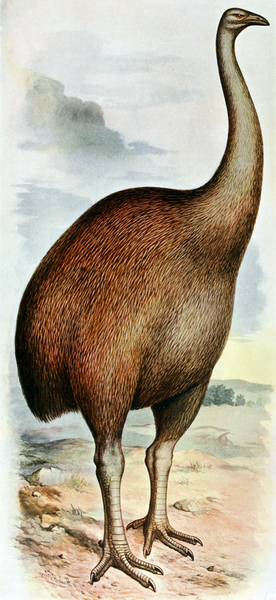 File:Dinornis novaezealandiae.png