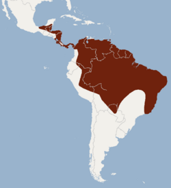 Distribution of Lophostoma brasiliense.png