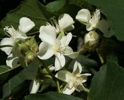 Dombeya acutangula 02.JPG