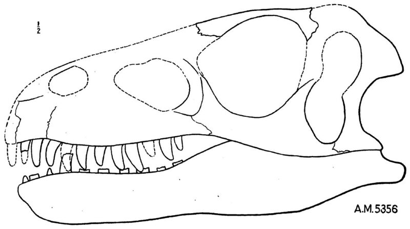 File:Dromaeosaurus albertensis holotype.jpg