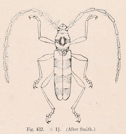 Dryobius sexnotatus Blatchley 1910.png