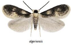 Ectoedemia algeriensis male.JPG