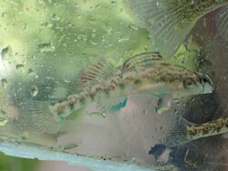 Etheostoma coosae2.jpg