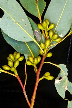 Eucalyptus grisea buds.jpg
