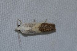 Eucosma giganteana – Giant Eucosma Moth (ID thanks to Fyn Kynd) (14586096706).jpg