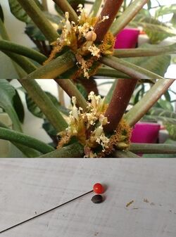 Fotos of Euphorbia leuconeura flowering stalk before (top) and after (middle) seed disperal. The capsule fruit have a pinkish tint and open with tension propelling the seed wide through the air. Seed (bottom) has the size of a pinhead is round with a slightly pointed tip and a rough dark brown shell that is easily squished so careful handling is necessary.