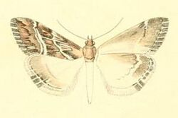 Evergestis serratalis.JPG