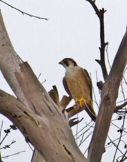 Falco fasciinucha, Chimanimani National Park, Zimbabwe 1.jpg