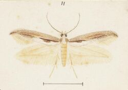 Fig 11 MA I437896 TePapa Plate-XXXV-The-butterflies full (cropped).jpg