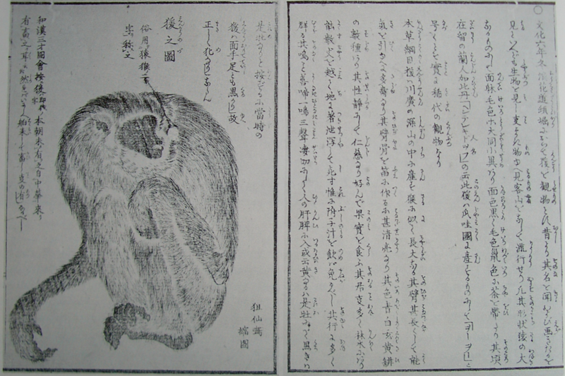 File:First-gibbon-in-Japan.png