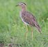 Flickr - Rainbirder - Double-striped Thick-Knee (Burhinus bistriatus), crop.jpg