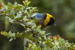 Golden-collared Tanager - Manu NP - Perù 8163 (23224171646).jpg