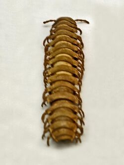 Gomphodesmidae - Aulodesmus mossambicus.JPG