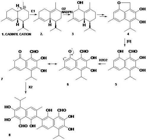 Gossypol biosyn.jpg