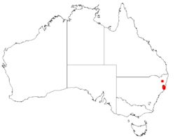 Hakea archaeoidesDistMap9.png