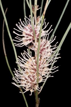 Hakea invaginata - Flickr - Kevin Thiele (1).jpg