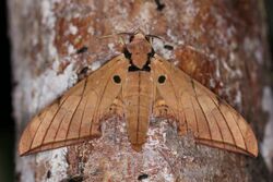 Hawk moth (Ambulyx pryeri pryeri).jpg